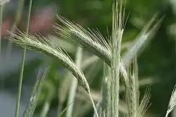 Ähren des Waldstaudenroggen