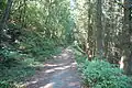 Waldweg zwischen Gusterath und dem Waldbach