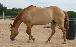Normaler Fuchsfalbe