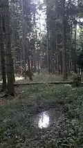 Gipfelbereich des Wallenburger Kogels