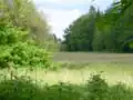 Sonnental