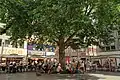 Die Platane im Sommer