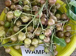 Wampi