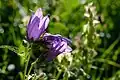 Blumen im Simmental