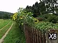 Sommer auf dem Emmerweg