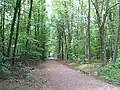 Wolfsburgweg im Duisburger Stadtwald