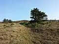Gefährdung des Halbtrockenrasens durch sich ausbreitende, standortfremde Rot-Föhren (Pinus sylvestris).