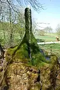 Der Wasserbaum von Ockensen