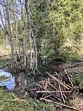 Biberdamm im Wassergraben