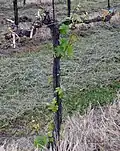 Mehrere Wasserschosse auf einem Rebstamm. Der Rebstock ist vom Spätfrost geschädigt. Deshalb werden günstig stehende Wasserschosse belassen, um den Rebstock wieder aufbauen zu können.
