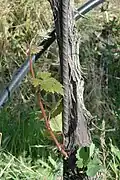 Wasserschoss – ein grüner Trieb aus dem alten Holz eines Rebstammes.