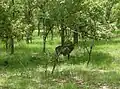 Wasserbock