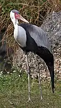 Klunkerkranich