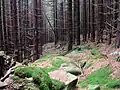 Alter Weg zur Stangenklippe