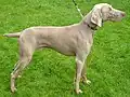 Weimaraner