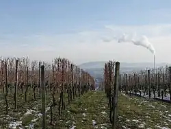 Blick zwischen Weinreben des Schnarrenbergs hindurch und vorbei am Schornstein des Kraftwerks Stuttgart-Münster zum Schurwald am Horizont