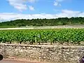 Weinbau an der Côte de Nuits