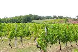 Weinberg
