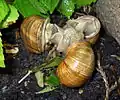 Drei Weinbergschnecken beim Liebesspiel