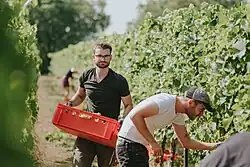 Weinlese am Weincampus
