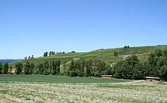 Rebberg bei Volken