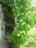 Terrassenmauer im "Gräfenberg". Nachdem das Schloss verlassen war, verwendete man dessen Steine bei Ausbesserungen dieser Weinbergsmauern.