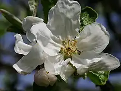Einzelblüte