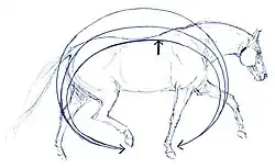 Illustration eines Pferdes