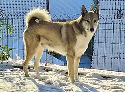 Westsibirischer Laika