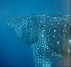 Walhai im Ningaloo Reef