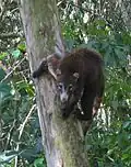 Nasenbär