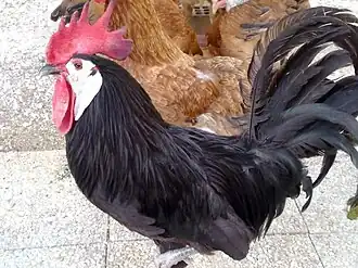 Spanier (Huhn)