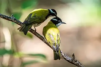 Weißkehl-Honigfresser (Melithreptus albogularis)