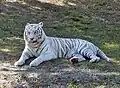 Weißer Königstiger