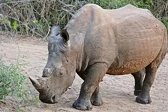 Breitmaulnashorn