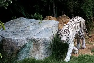 Weißer Tiger