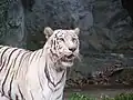 Weißer Tiger (Panthera tigris)