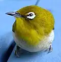 Weißer, befiederter Augenring bei einem Japanbrillenvogel