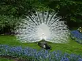 Weißer Pfauenhahn (Pavo cristatus mut. alba) balzt vor einer Pfauenhenne