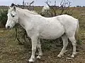 Während dieses halbwild lebende New-Forest-Pony deutliche Ponymerkmale aufweist …