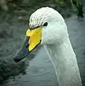Singschwan (Cygnus cygnus)