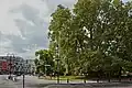 Platanen am Wolności-Platz