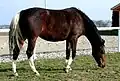 Minimaler Tobiano