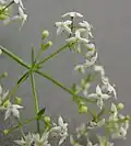 Blüten