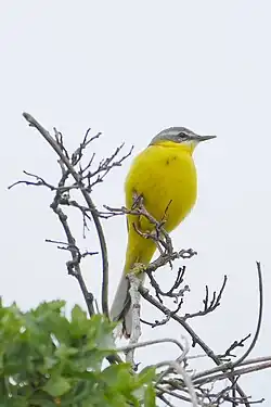 Wiesenschafstelzenmännchen auf einer Warte