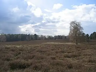 Der Wietzer Berg