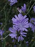 Wegwarte