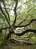 Habitus