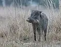 Indisches Kammwildschwein