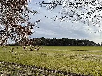 Lauseberg